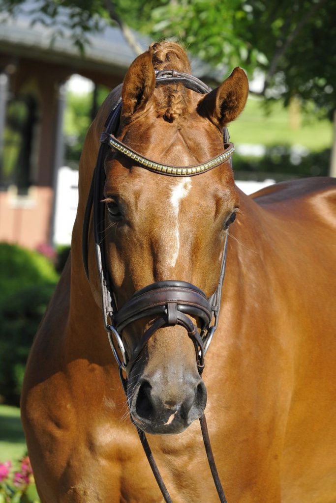 Stallion Name is: D'avie Stud: PETERHOF Copyright Altenhofer 